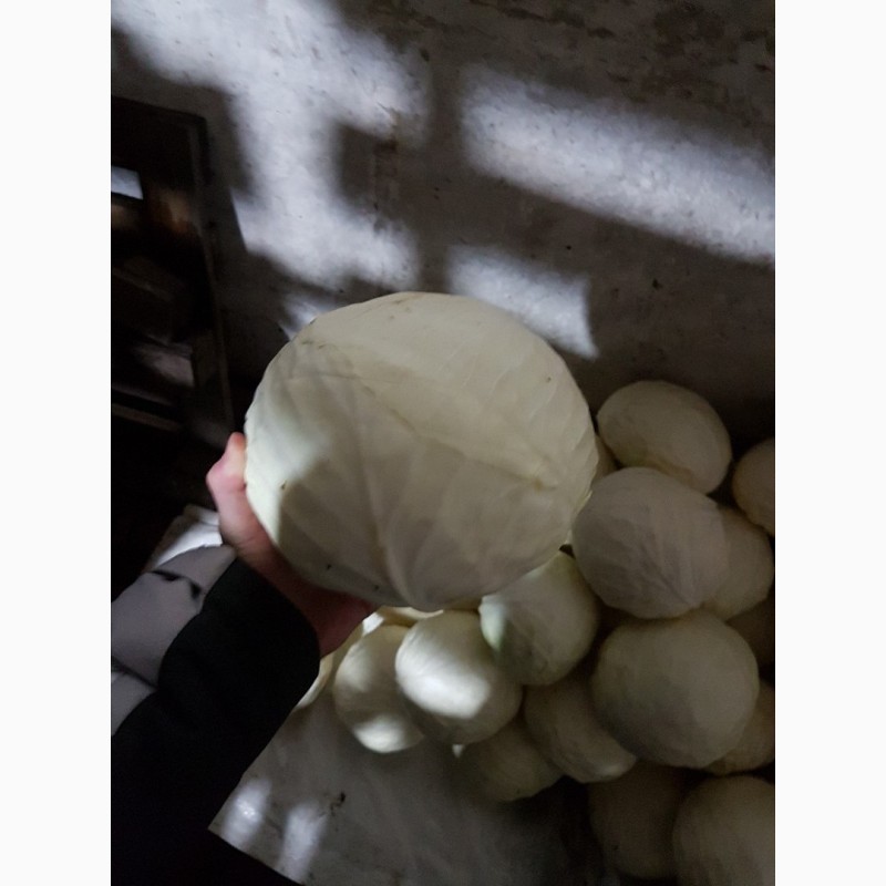 Фото 3. Продам капусту оптом от 10 тонн 9руб/кг