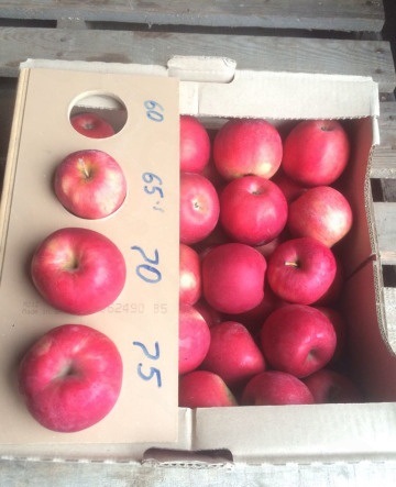 Фото 3. Оптовые поставки вкусных яблок от агрофирмы