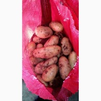 Продам картофель оптом со склада в Москве