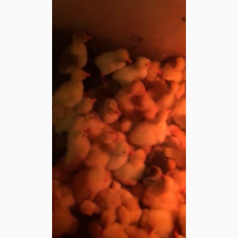 Фото 3. Инкубационные яйца гусей породы Линда