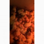 Инкубационные яйца гусей породы Линда