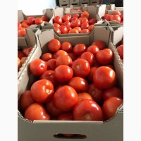 Свежие томаты собственного производства