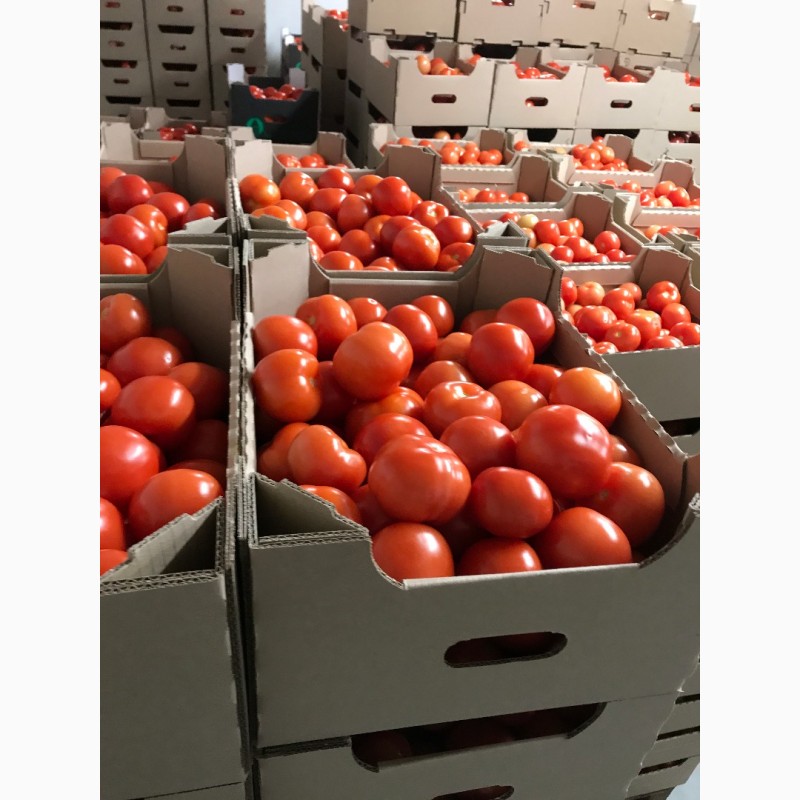Фото 2. Свежие томаты собственного производства