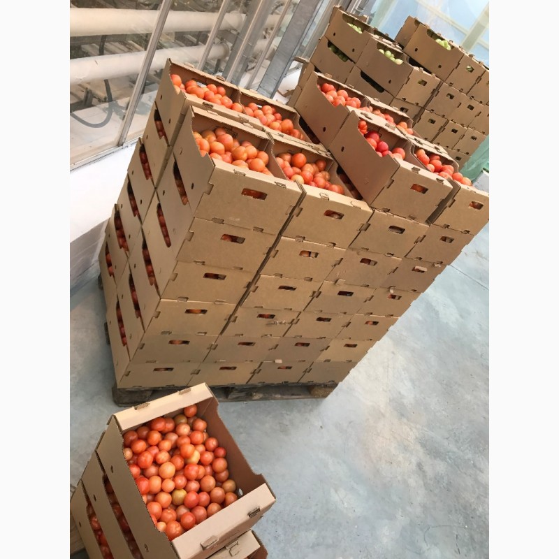 Фото 3. Свежие томаты собственного производства