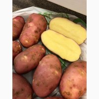 Картофель урожая 2019
