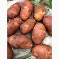 Картофель урожая 2019