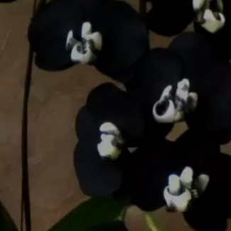 Орхидеи чёрные, детки, взрослые растения