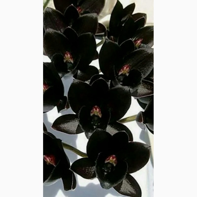 Фото 2. Орхидеи чёрные, детки, взрослые растения