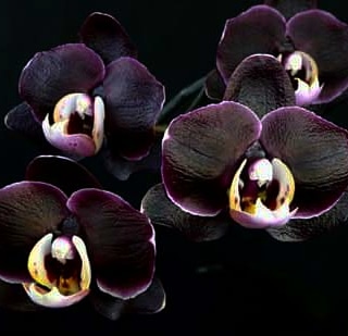 Фото 3. Орхидеи чёрные, детки, взрослые растения