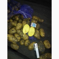 Картофель оптом 5+, от производителя от 9 р. 50 к./кг