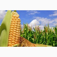 Семена кукурузы Канадский трансгенный гибрид SEDONA BT 166 ФАО 180