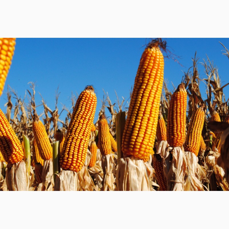 Фото 2. Семена кукурузы Канадский трансгенный гибрид SEDONA BT 166 ФАО 180