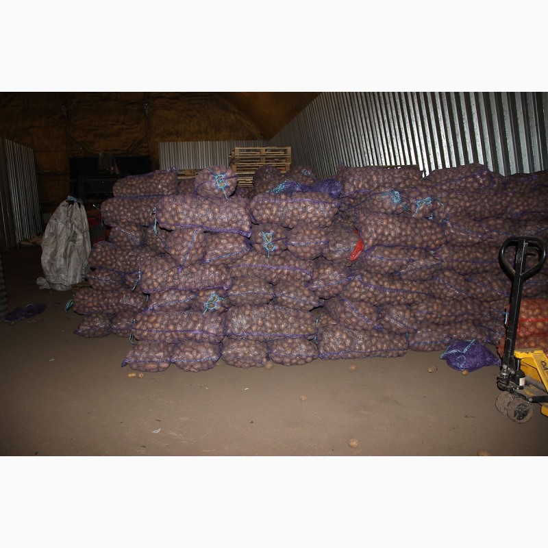 Фото 3. Картофель оптом 5+ от производителя 9, 50 руб/кг