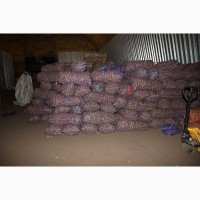 Картофель оптом 5+ от производителя 9, 50 руб/кг