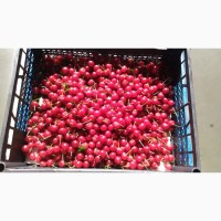 Продажа вишни сорт Дебрецени