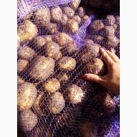 Продам картофель урожай 2019 г