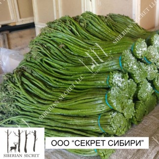 Папоротник орляк соленый