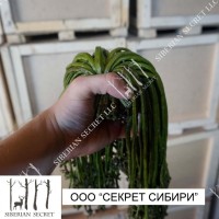 Папоротник орляк соленый