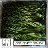 Папоротник орляк соленый