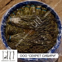 Папоротник орляк соленый