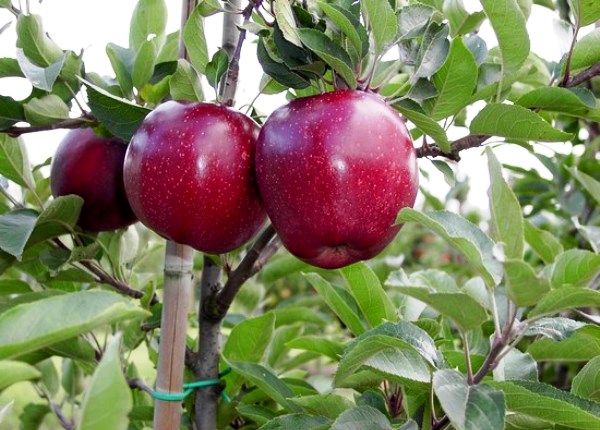 Фото 2. Саженцы яблони оптом и в розницу от производителя