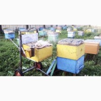Продаю сильные пчелосемья