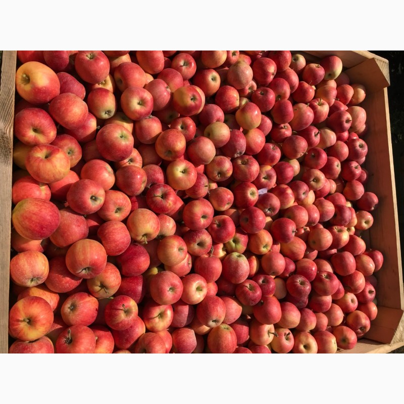 Фото 2. Сочные и сладкие яблоки Гала