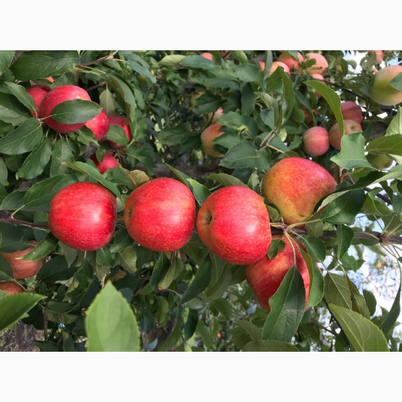 Фото 3. Сочные и сладкие яблоки Гала