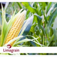 Гибриды кукурузы Лимагрейн (LG)
