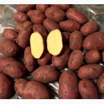 Картофель новый урожай 2015