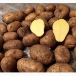 Картофель новый урожай 2015