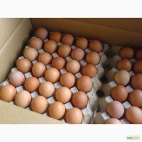 Яйцо куриное оптом (Россия, Волжск)