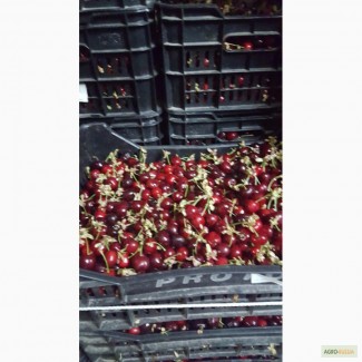 Продам клубнику, черешню, Македония - Сербия урожай 2016