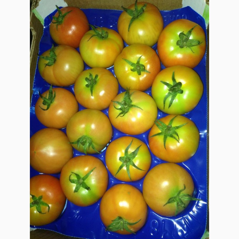 Фото 3. Продам помидоры из Марокко