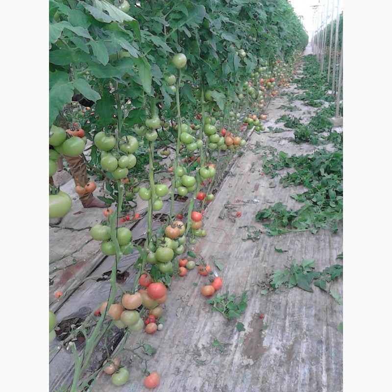 Фото 4. Продам помидоры из Марокко