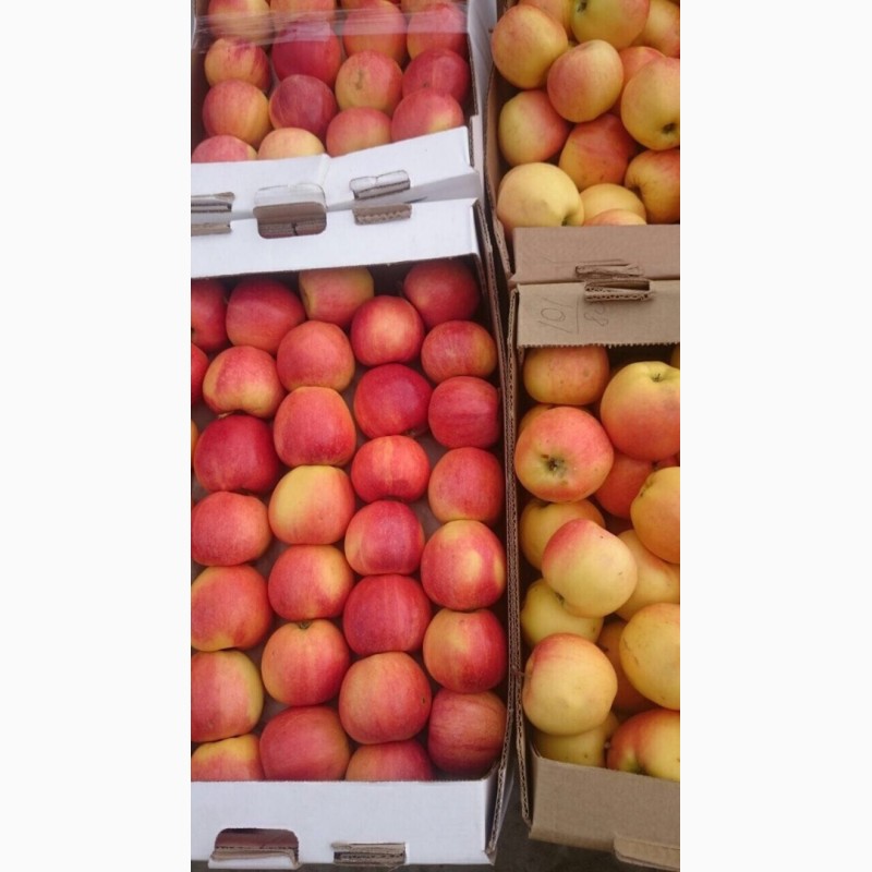 Фото 10. Яблоки сезонные различных сортов