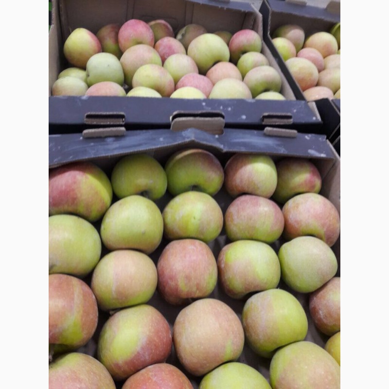 Фото 7. Яблоки сезонные различных сортов