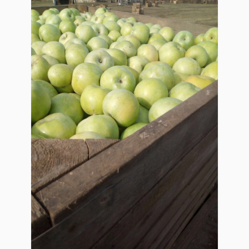 Фото 9. Яблоки сезонные различных сортов