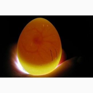 Продам эмбрион кур несушек (7-9 дней)