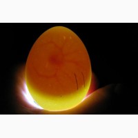 Продам эмбрион кур несушек (7-9 дней)