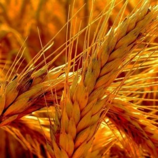 Семена яровой пшеницы Донская Элегия