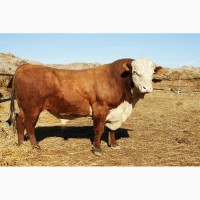 Продаем чистопородных бычков породы Герефорд от производителя