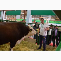 Продаем чистопородных бычков породы Герефорд от производителя