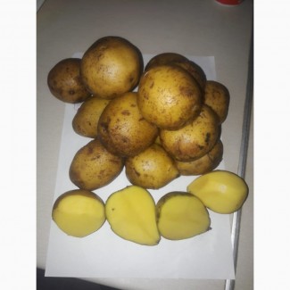 Картофель оптом от 20 тонн, по всей России