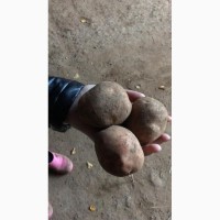 Картофель оптом от 20 тонн, по всей России