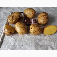 Картофель продовольственный Гала, Розалинд, Розара