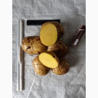 Картофель продовольственный Гала, Розалинд, Розара