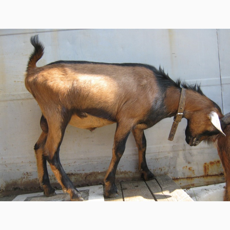 Фото 6. Коза чешская и козлик чешско-нубийский на племя
