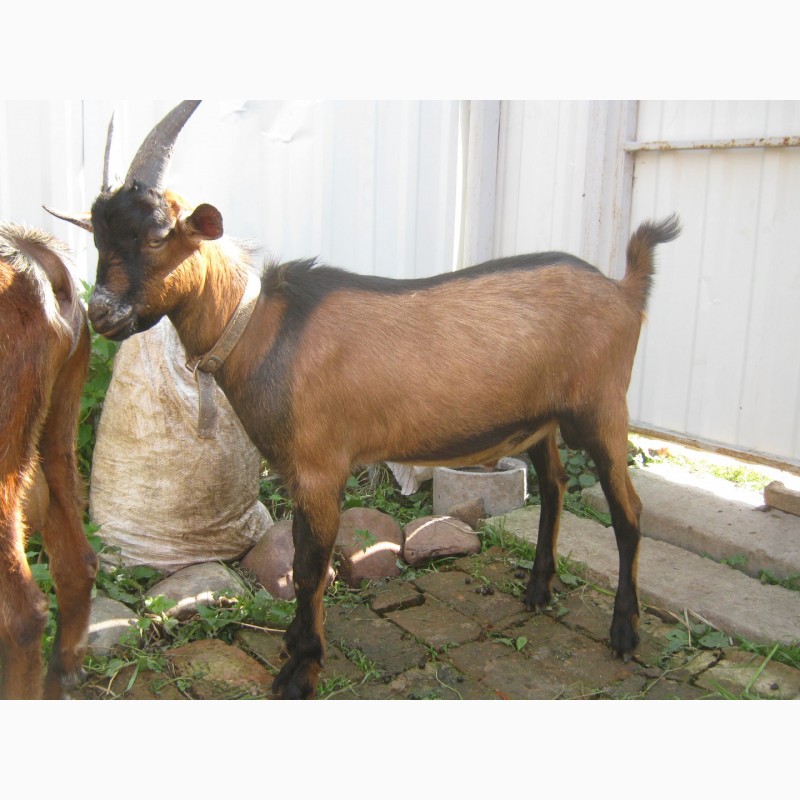 Фото 7. Коза чешская и козлик чешско-нубийский на племя