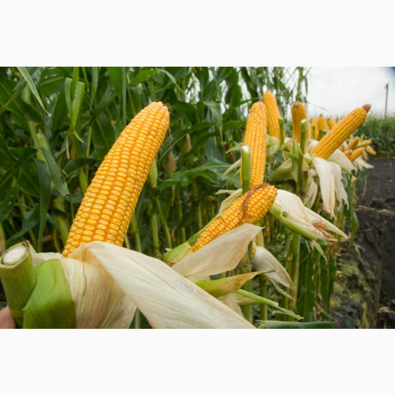Фото 4. Семена гибридов кукурузы импортного производства